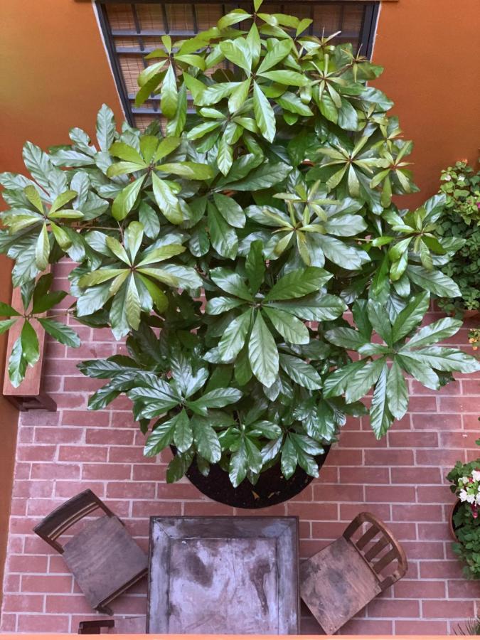 Bac Lieu Chi Hieu Homestay מראה חיצוני תמונה